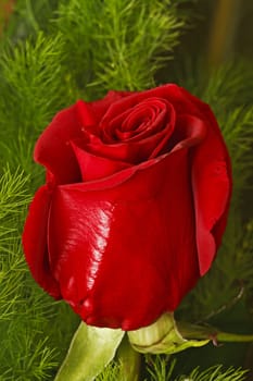 Close-up of a red rose from a bridal bouquet