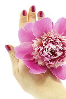 Isolated female hand with pink peony flower, selective focus