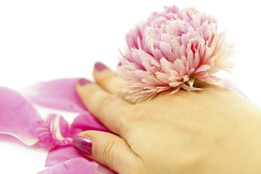 Isolated female hand with pink peony flower, selective focus