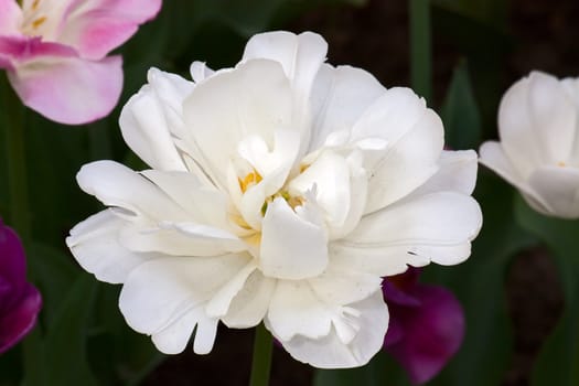 Set of tulips of different forms of flowers and colors . Image with shallow depth of field.