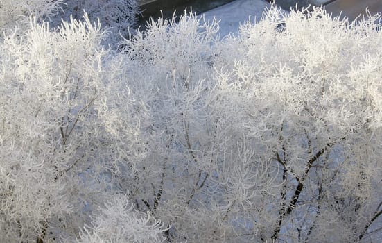 Snow-covered tree, frost sunny day in city