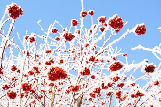 Winter frozen red rowanberry under white snow