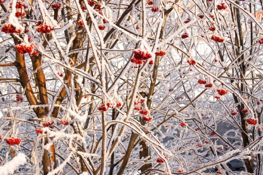 Winter frozen red rowanberry under white snow