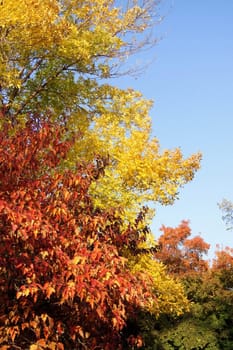 Colorful autumn fall