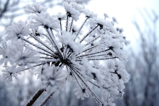 Dry flower under snow in the winter forest