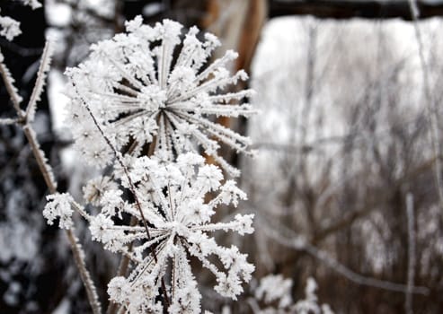 Dry flower under snow in the winter forest