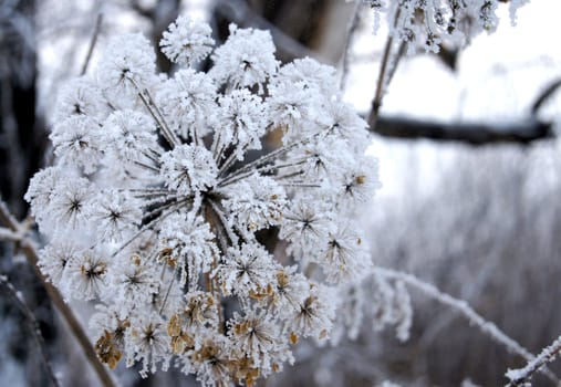 Dry flower under snow in the winter forest