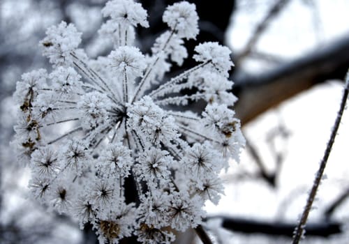 Dry flower under snow in the winter forest