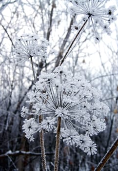 Dry flower under snow in the winter forest