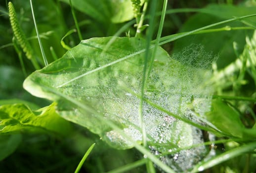 Web with dew drops, sunny summer day