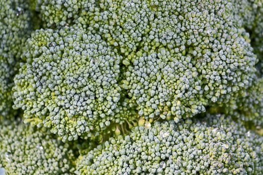 View of  large green plant of broccoli close up.