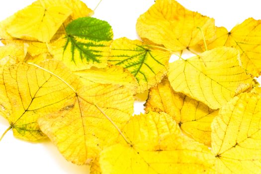 Yellow autumn leaves isolated on white