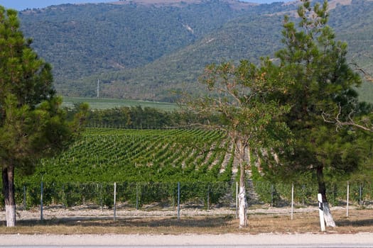 ineyard on  background of mountains, Krasnodar region, Russia.