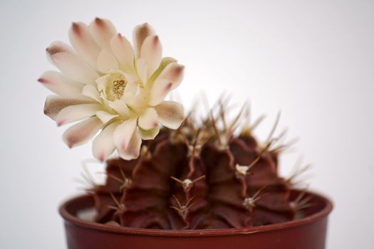 Blooming cactus on light  background (Gymnocalycium).Image with shallow depth of field.