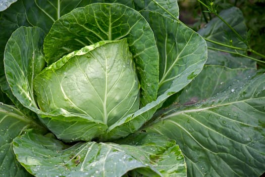 View of  large green cabbage plant close up.