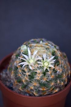 Blooming cactus on dark background (Mammillaria).Image with shallow depth of field.