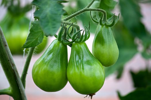 Green tomatoes  close-up on  plant in  garden.