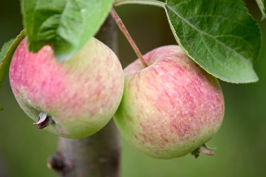 Apples on branch of apple tree in garden close up.