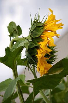 Flower of sunflower  close-up from  side against  plant.