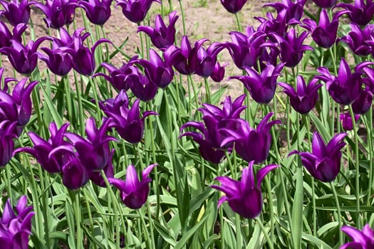 Set of tulips of different forms of flowers and colors . Image with shallow depth of field.