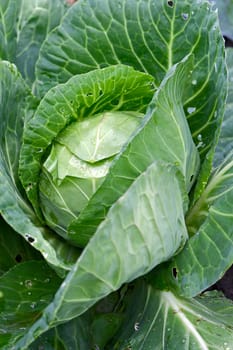 View of  large green cabbage plant close up.