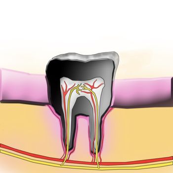 tooth illustration