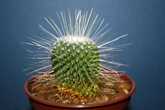 Cactus on dark background (Mammillaria).Image with shallow depth of field.