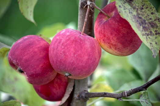 Apples on branch of apple tree in garden close up.