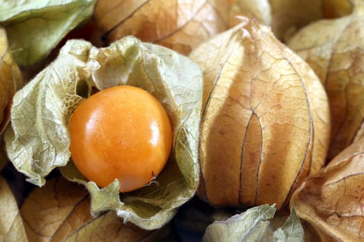 physalis