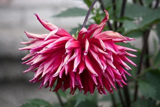 Red Dahlia in  background of  leaves close up.