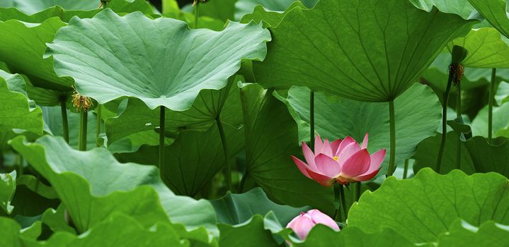 beautiful lotus and leaves in pond.