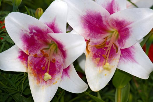 Two beautiful lilys closeup against a background of green leaves.