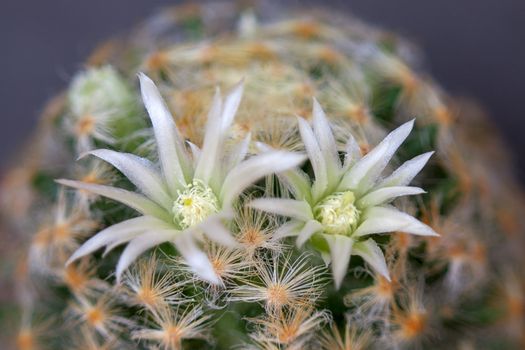 Cactus with flowers  on dark background (Mammillaria).Image with shallow depth of field.