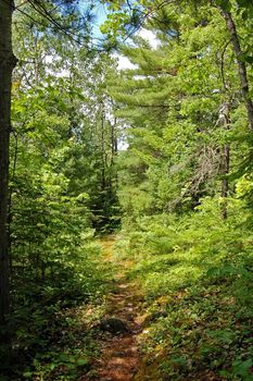 Path in sunny pine forest in Algonquin Park