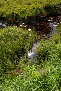 Grassy marsh in sunset light