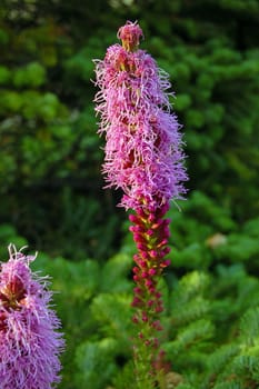 Liatris punctata flowers in sunset light in green grass background