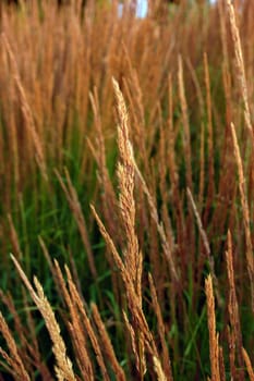 Dry blade of grass in front of dry and green grass
