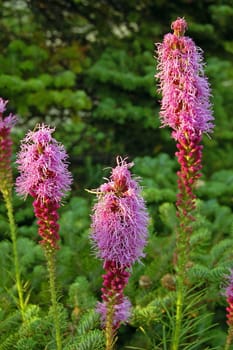 Liatris punctata flowers in sunset light in green grass background