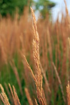 Dry blade of grass in front of dry and green grass