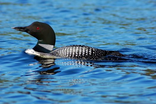 Common loon in blue water of north lake. Immer gavia
