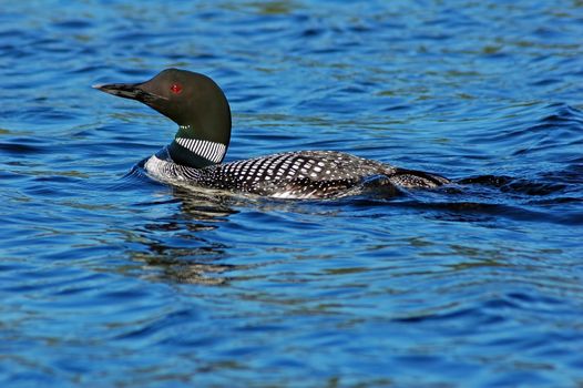 Common loon in blue water of north lake. Immer gavia
