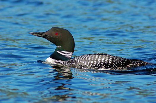 Common loon in blue water of north lake
