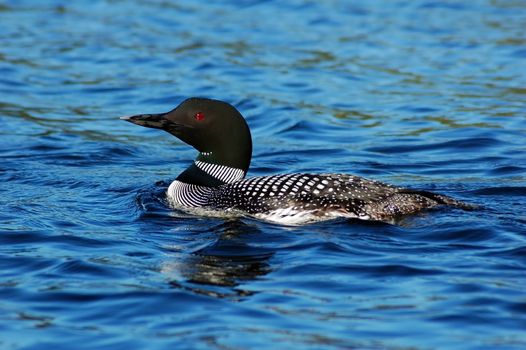 Common loon in blue water of north lake
