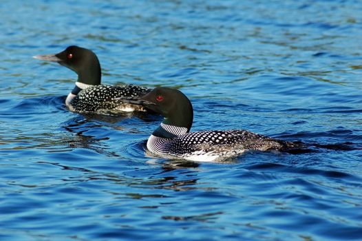 Common loon in blue water of north lake
