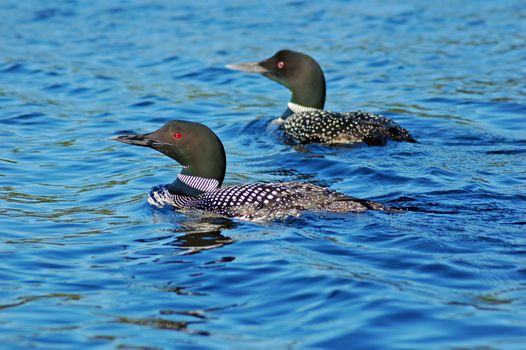 Two common loones with pullus in blue water of north lake