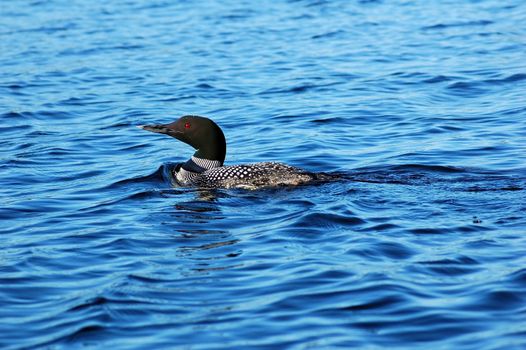 Common loon in blue water of north lake
