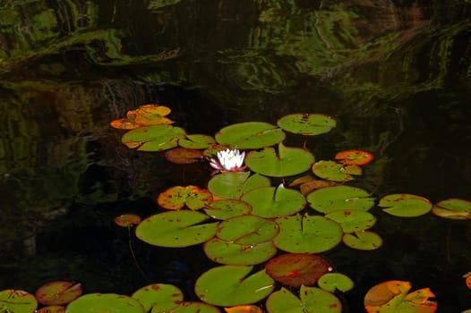 White water lily in a lake in Algonquin Park