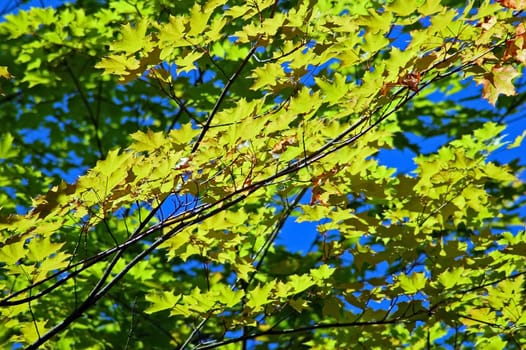 Green and yellow leaves in blue sky background