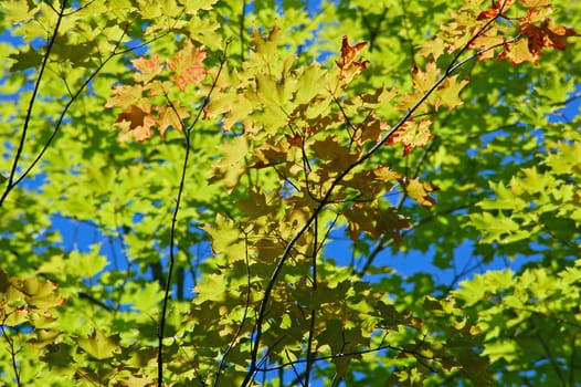 Green and yellow leaves in blue sky background
