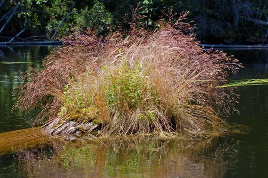 Small island with grass in lake in Algonquin Park